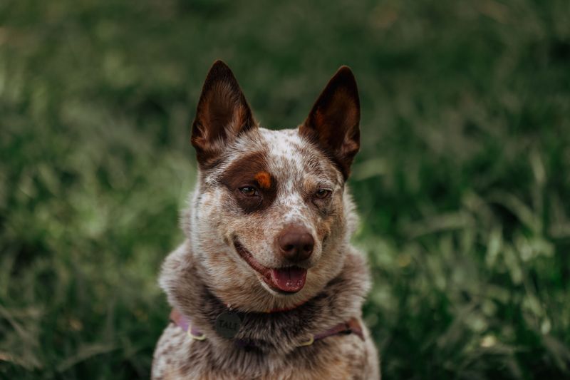 If your schedule changes often, these dog breeds deserve a little extra understanding 4 Australian Cattle Dog