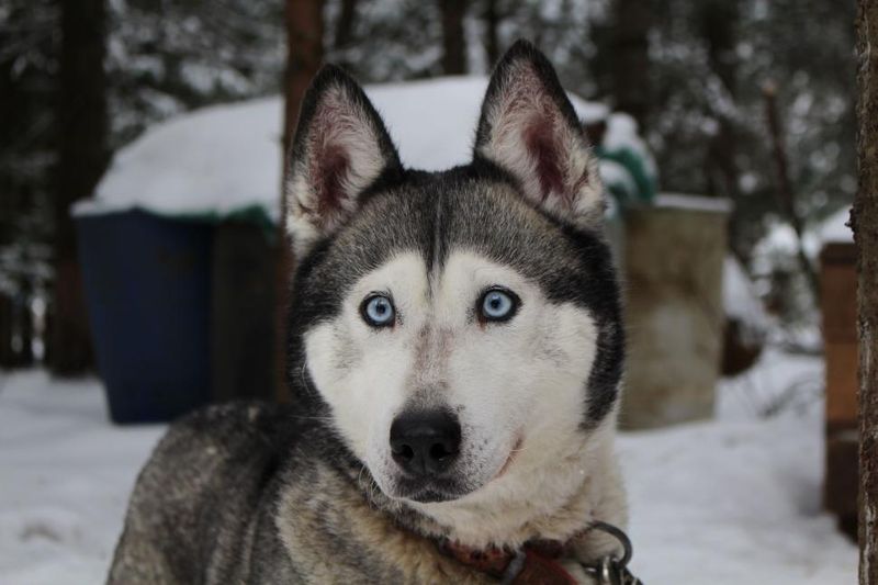 11 dogs people claim are outdated for today's lifestyles, but owners disagree 9 Siberian Husky
