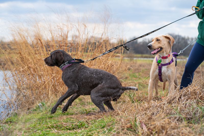 Pulling on the leash usually stops once you fix these 8 walking habits of your own 2 Moving forward whenever the leash is tight