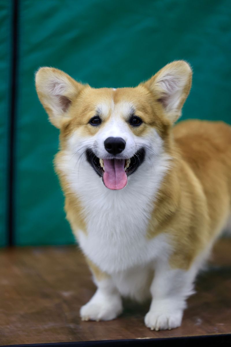Give these dogs a puzzle instead of another ordinary toy and watch what happens 13 Pembroke Welsh Corgi - The Low-Rider Logic Whiz