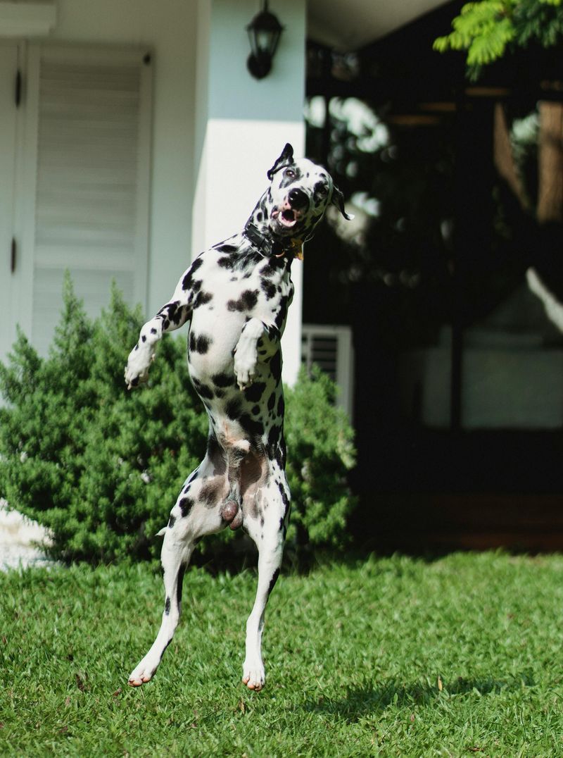 Dalmatian