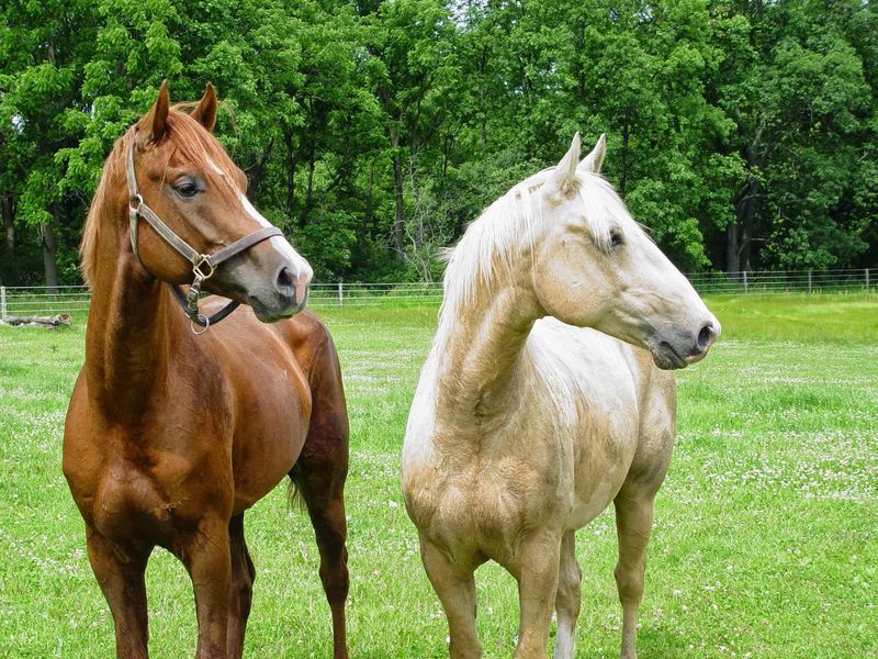 Horses at the Center of It All