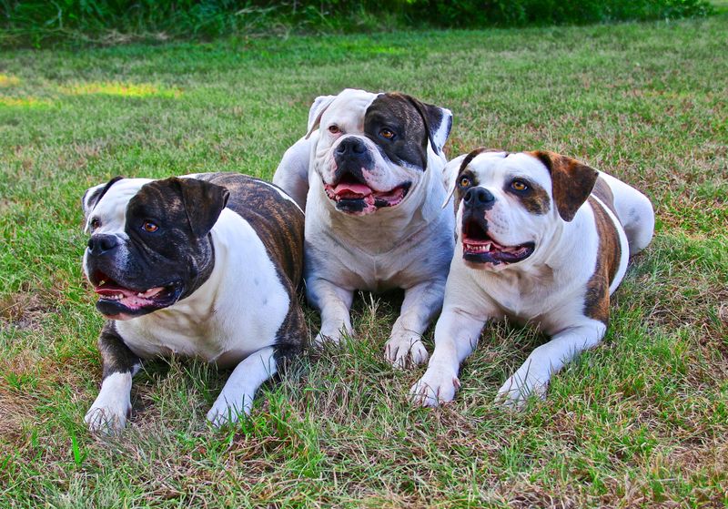 11 dogs with jaw strength that stands out even among large breeds 6 American Bulldog