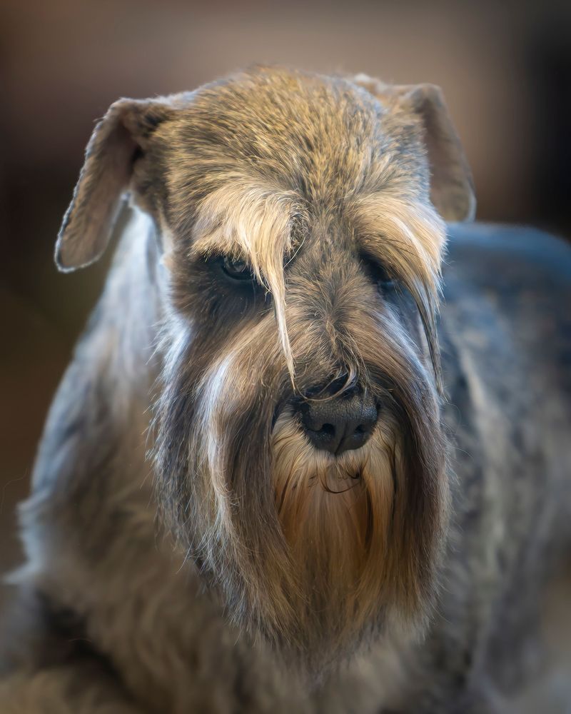 Miniature Schnauzer - Eyebrow punctuation expert