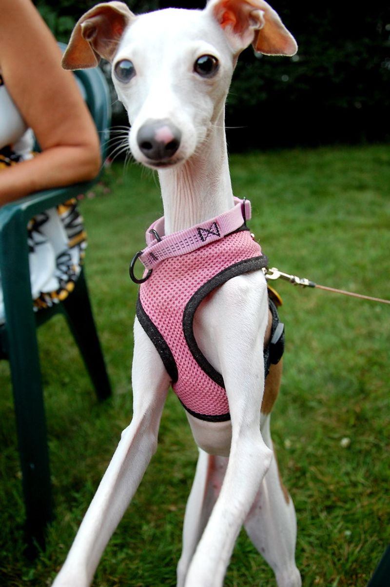Stop calling these 13 dog breeds needy - they simply love harder than most 3 Italian Greyhound