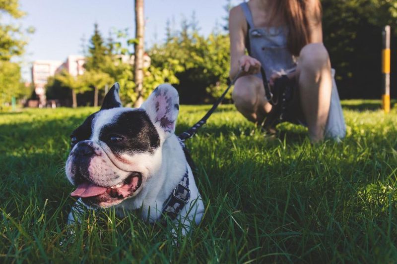 13 dogs that never outgrow their playful side - and 3 that'd rather watch from the couch 8 French Bulldog