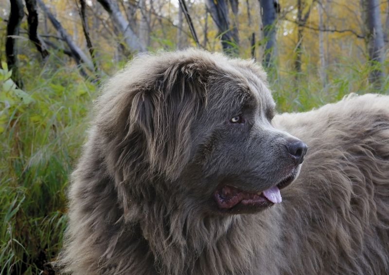 A normal walk can become dangerous much faster for these 15 dog breeds 11 Newfoundland