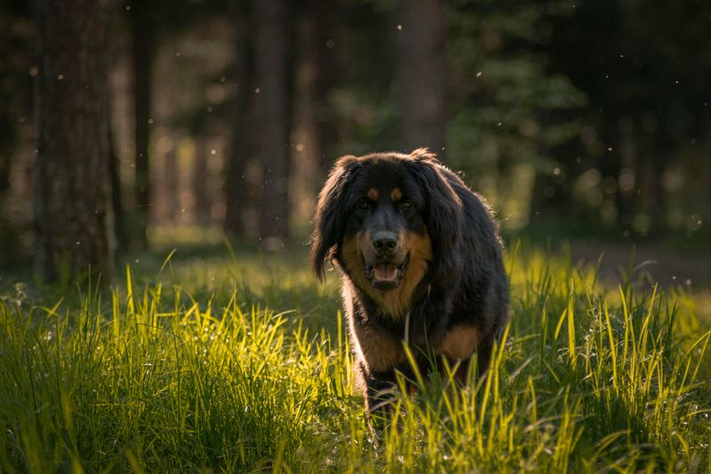Tibetan Mastiff