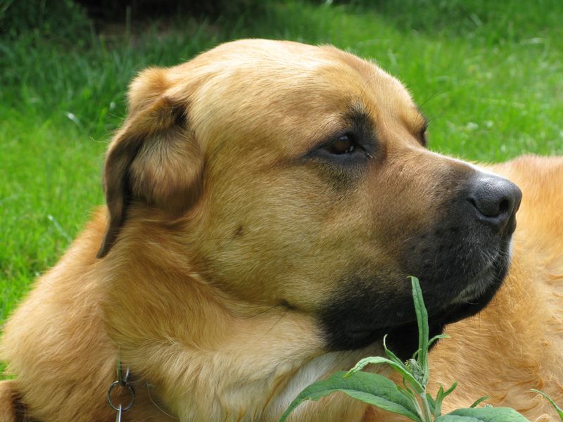 Boerboel
