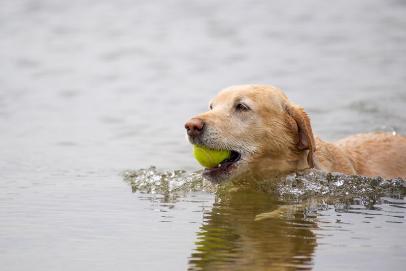 10 dogs whose floppy ears hide some surprisingly strong instincts - can you guess which ones? 7 Labrador Retriever - water-loving teammate