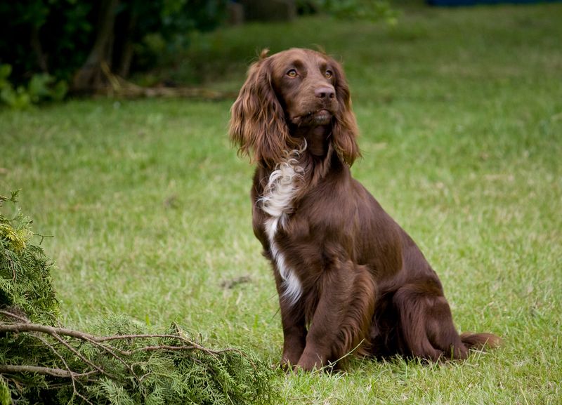 12 affectionate breeds that don't always get enough credit for their softer side 8 English Springer Spaniel