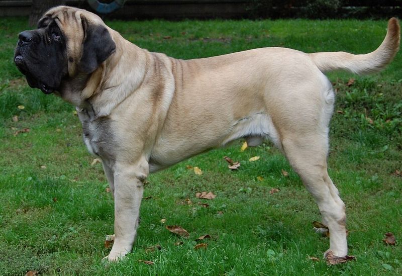 6 massive dogs that can overwhelm your home and 8 that fit anywhere 3 English Mastiff