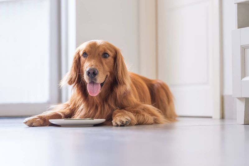 Is Fresh Dog Food Really Better Than Kibble? Vets Weigh In 2 “Better” Depends on Your Dog’s Needs