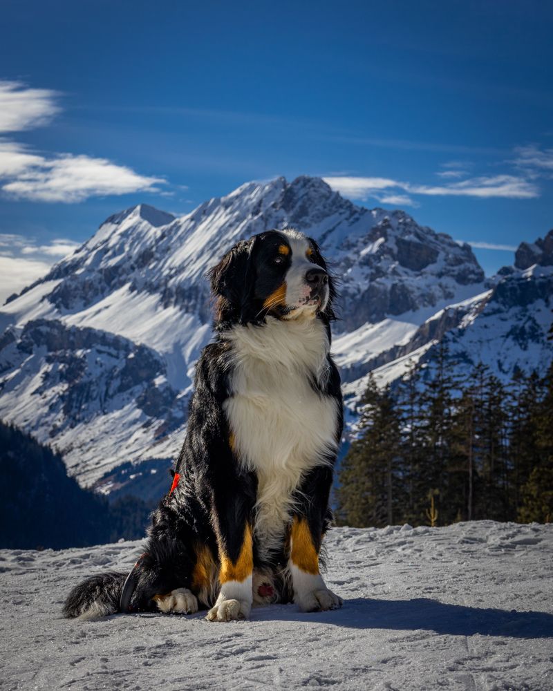 These dog breeds often stay level-headed no matter what's happening around them 11 Bernese Mountain Dog