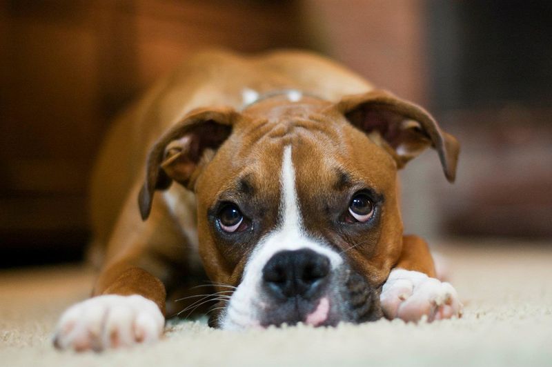 18 dog breeds that often become unforgettable companions 4 Boxer