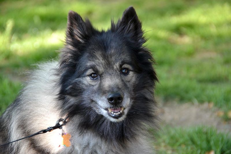 11 dog breeds many people think are hidden gems - but really aren't 4 Keeshond