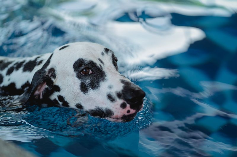 Many families give up on these 13 dog breeds before truly understanding them 11 Dalmatian