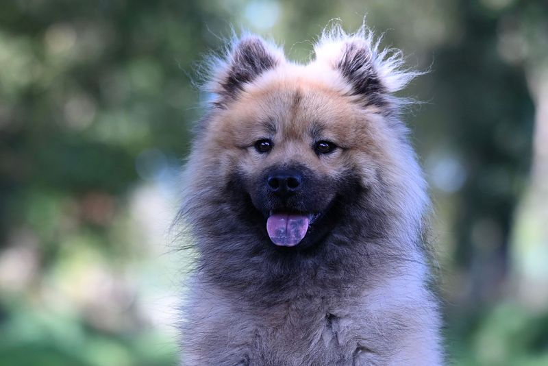 These dog breeds prove independence and loyalty can exist side by side 12 Keeshond