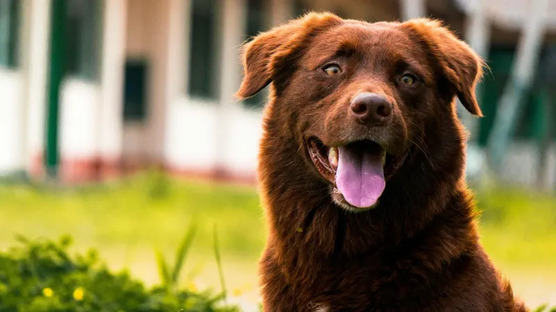 Before blaming your dog, take a closer look at these everyday habits 6 Training when your dog is overtired