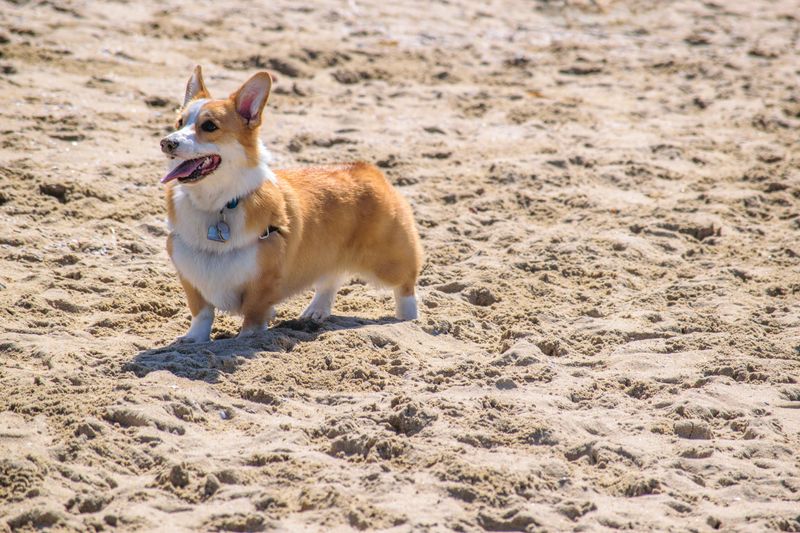 America has thousands of dogs to choose from - Yet these little breeds keep ending up near the front of the conversation 4 Pembroke Welsh Corgi