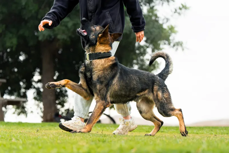 10 reasons large dogs make life better in ways small dogs can’t 2 They make people feel safer