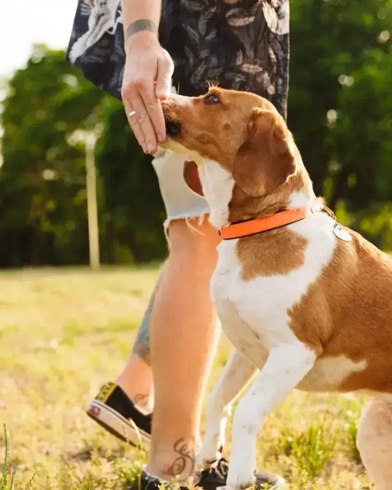 Mounting guests or household members