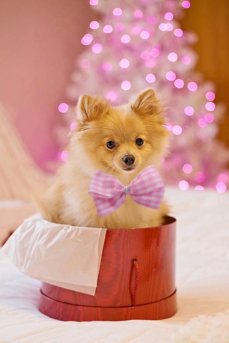 15 Dog Breeds That Look Amazing in Holiday Photos 15 Pomeranian