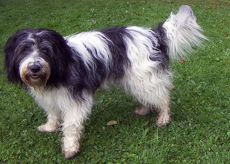 The 15 dog breeds that make normal weekends feel like an event 12 Schapendoes