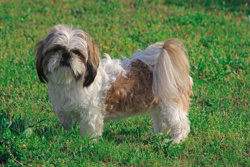 Looking for a companion for your slower years? These breeds offer different levels of activity 4 Shih Tzu