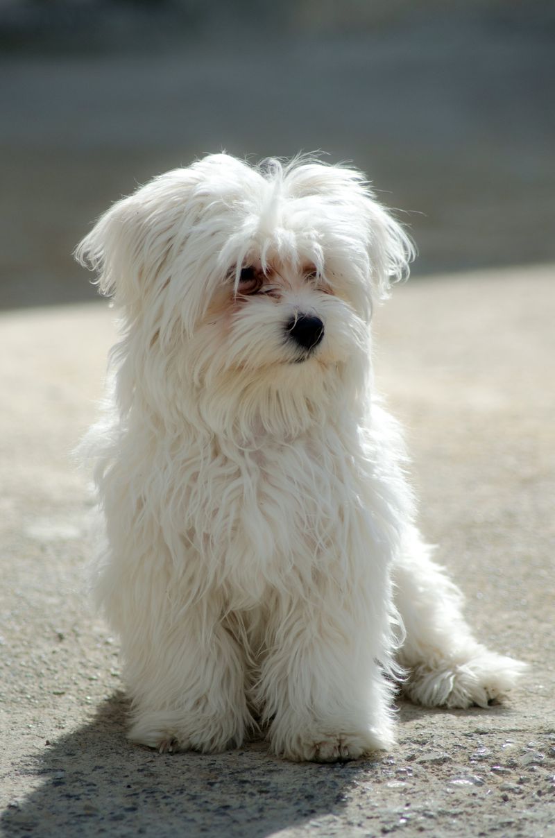 13 breeds that frequently exceed owners' lifespan expectations 7 Maltese