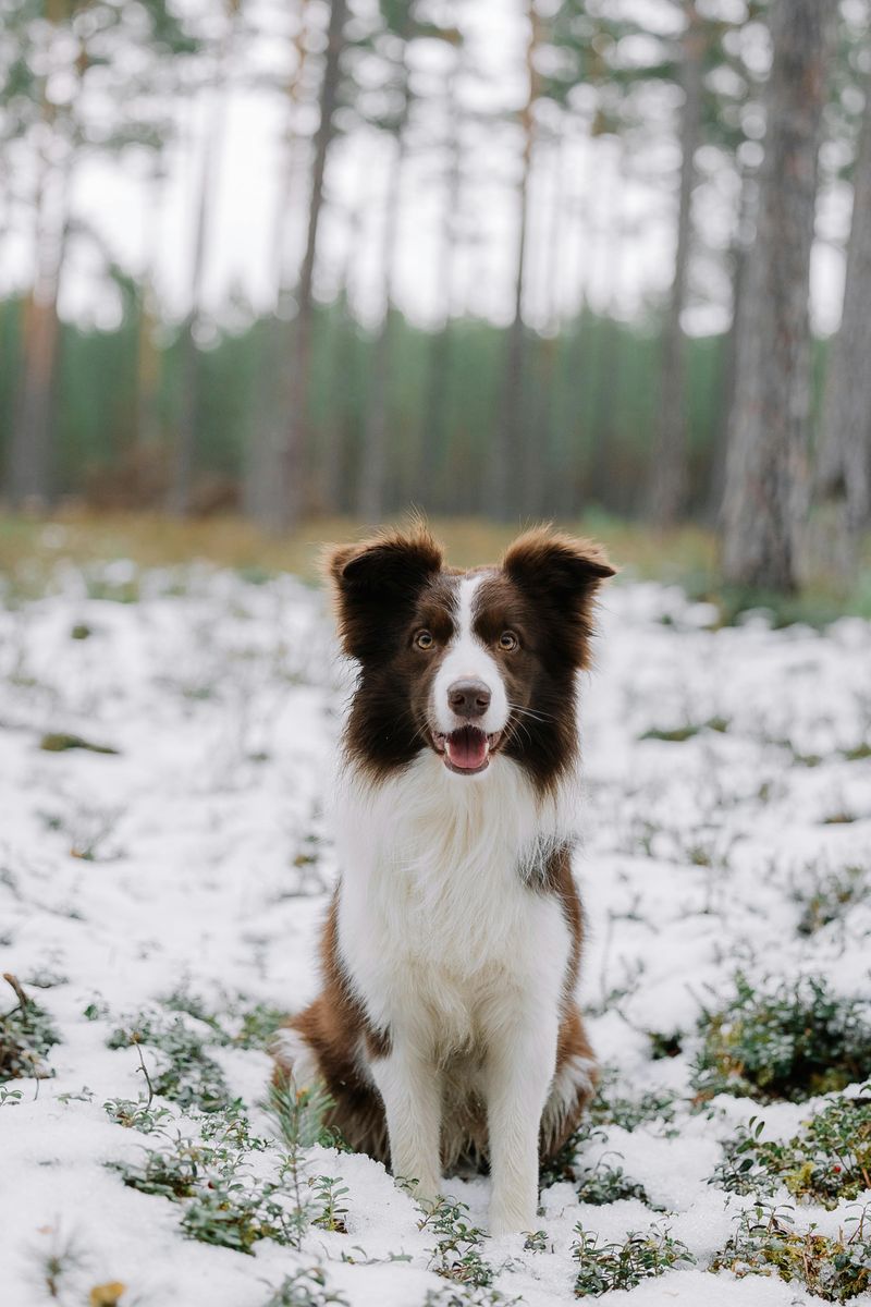 Border Collie