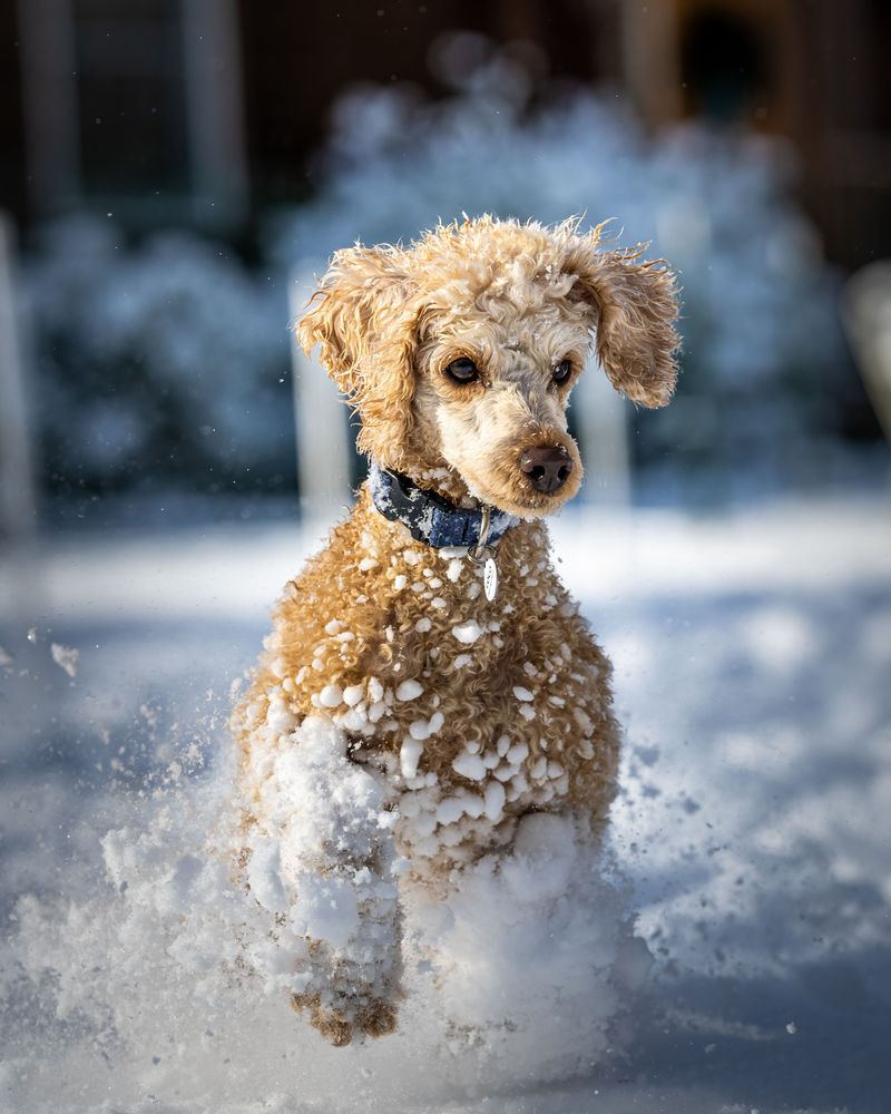 Poodle: Athlete Under the Curls