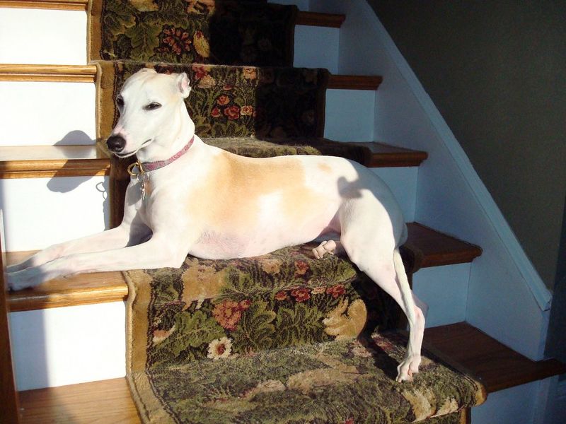 Whippet