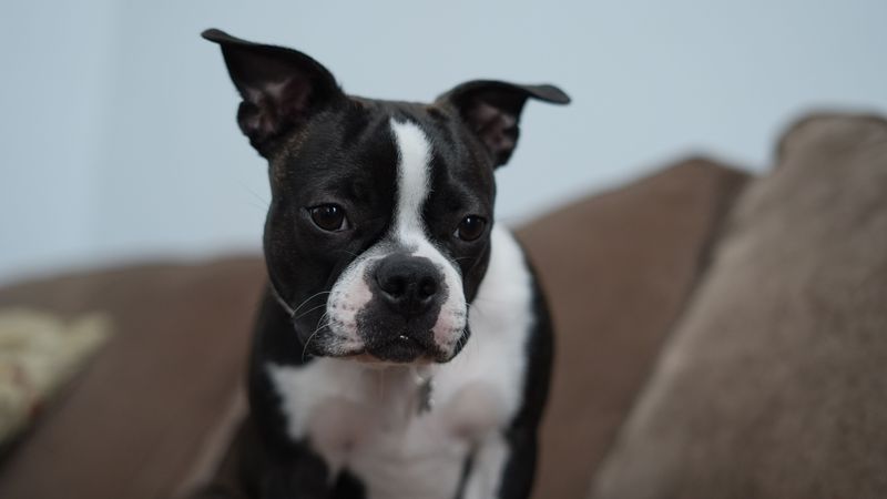 Forget judging house dogs by size - the breeds that settle best indoors may surprise you 9 Boston Terrier