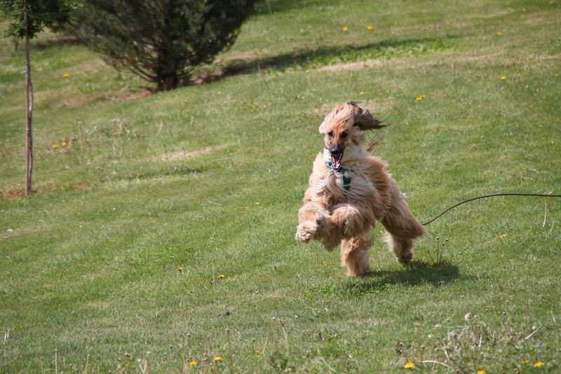 Afghan Hound