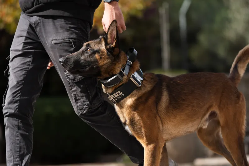 A well-planned routine helps these dog breeds flourish indoors 11 Belgian Malinois