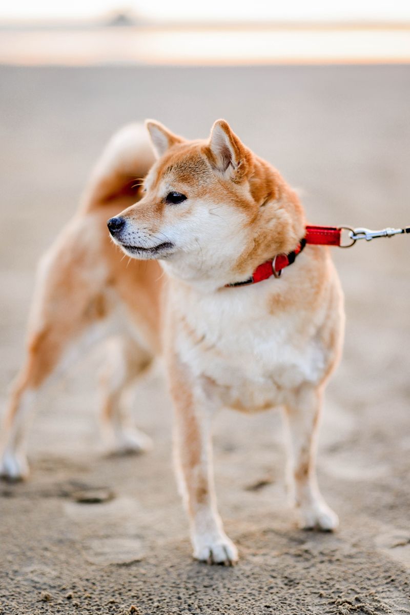 A calm, thoughtful approach helps these dog breeds stand out 9 Shiba Inu