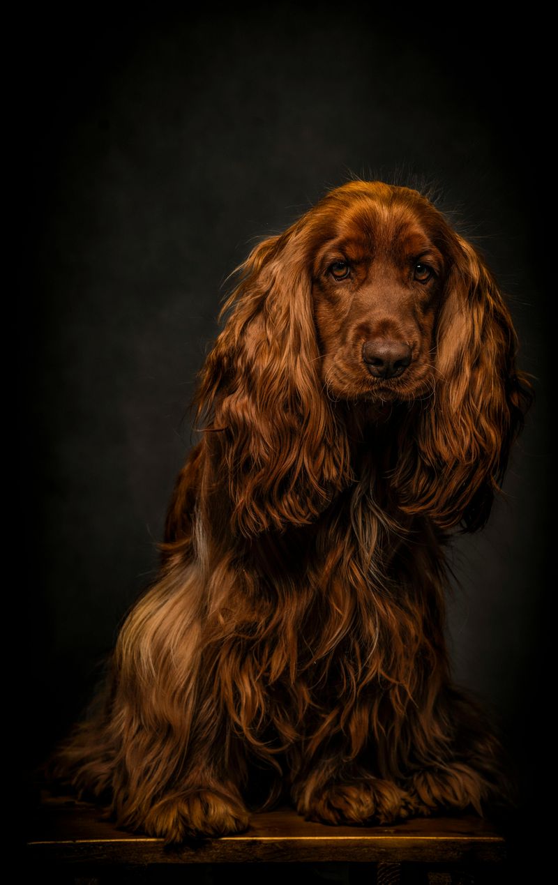 13 calm companion dogs that bring comfort, routine, and joy in your 70s 10 Cocker Spaniel