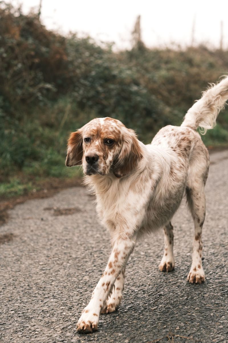 These dog breeds won't complain when your idea of relaxing involves getting outside 11 English Setter