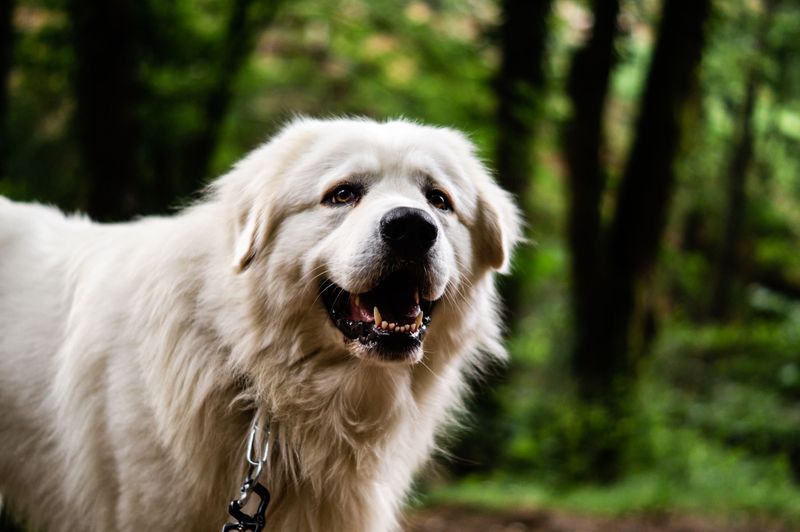 Great Pyrenees: A Guardian After Dark