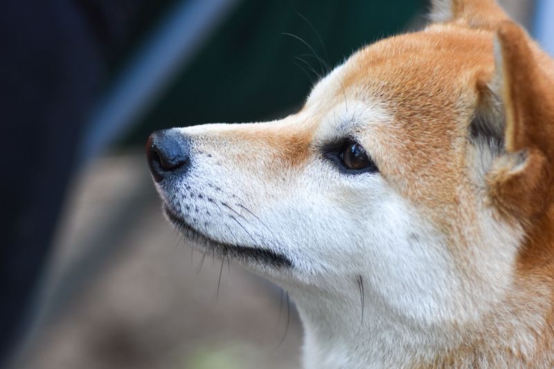 Stop measuring your dog's love by cuddles - Some of the strongest signals look completely different 3 Shiba Inu - the quick check-in glance
