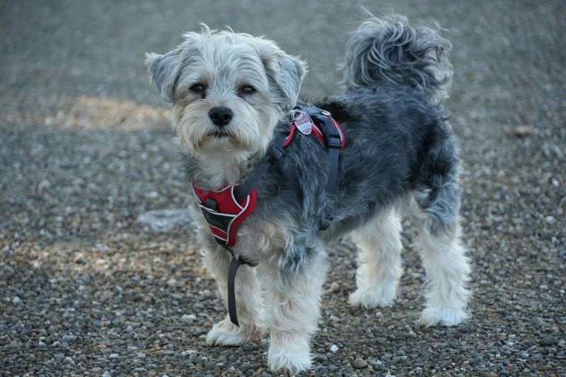 Yorkipoo