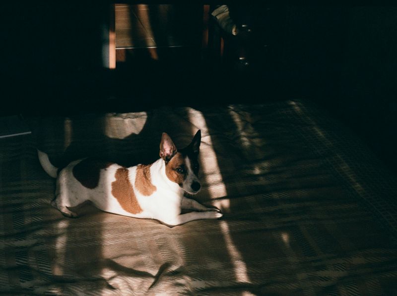 If ordinary dogs bore you, these 11 breeds bring serious personality 2 Basenji