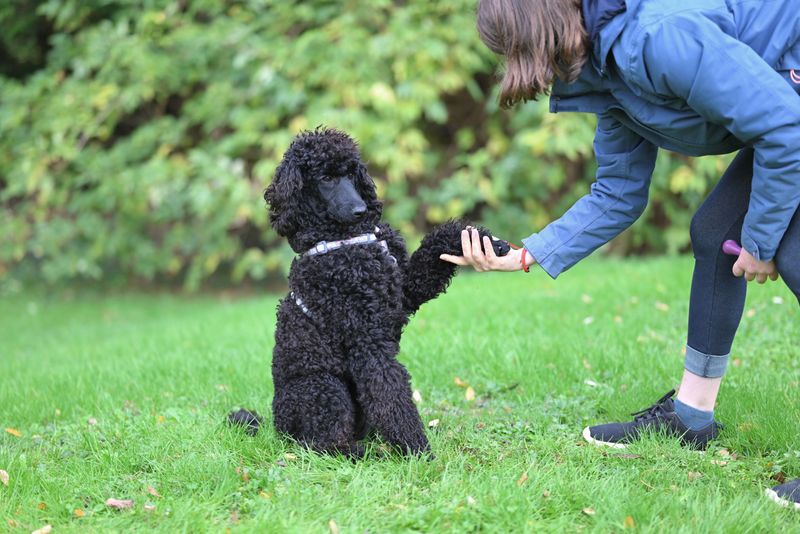 These 13 medium-sized dogs can handle family chaos all day and still settle beautifully at night 2 Standard Poodle