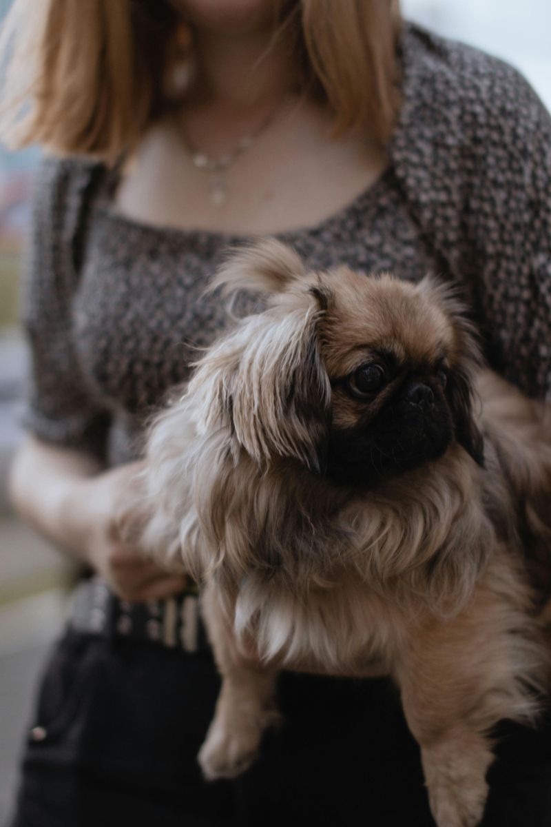 Pekingese