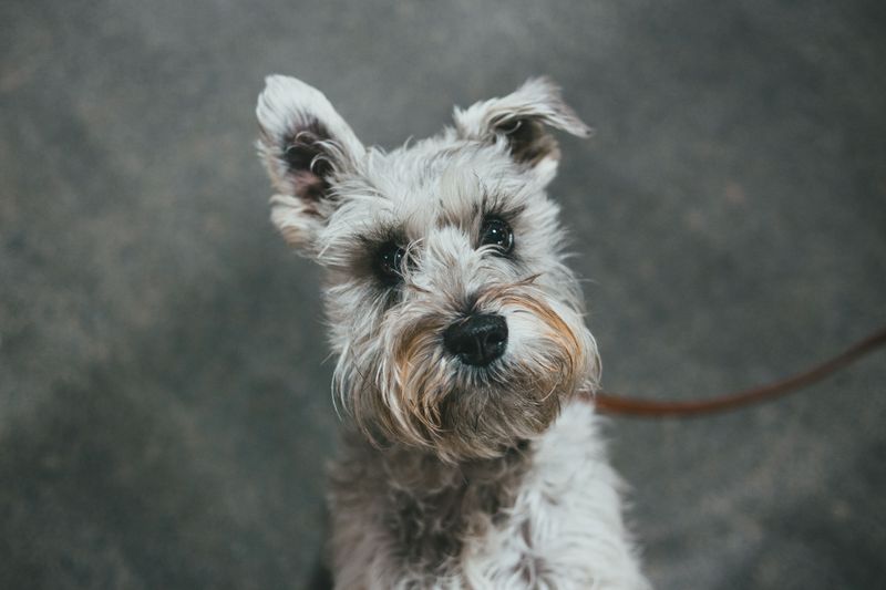 Give these dog breeds clear expectations and watch how quickly chaos can turn into cooperation 11 Miniature Schnauzer