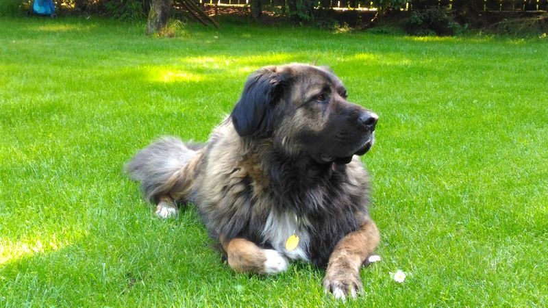 Leonberger