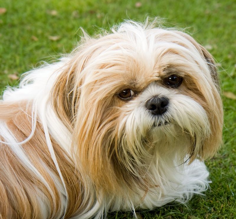 12 dog breeds that don't need to announce every discovery - and may be watching more than you realize 11 Shih Tzu