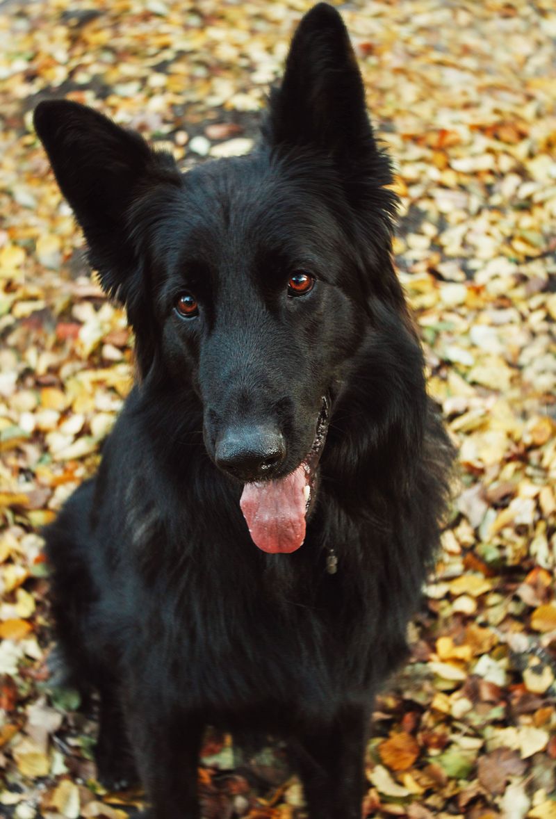 These dog breeds rarely let excitement dictate their decisions 9 Belgian Sheepdog