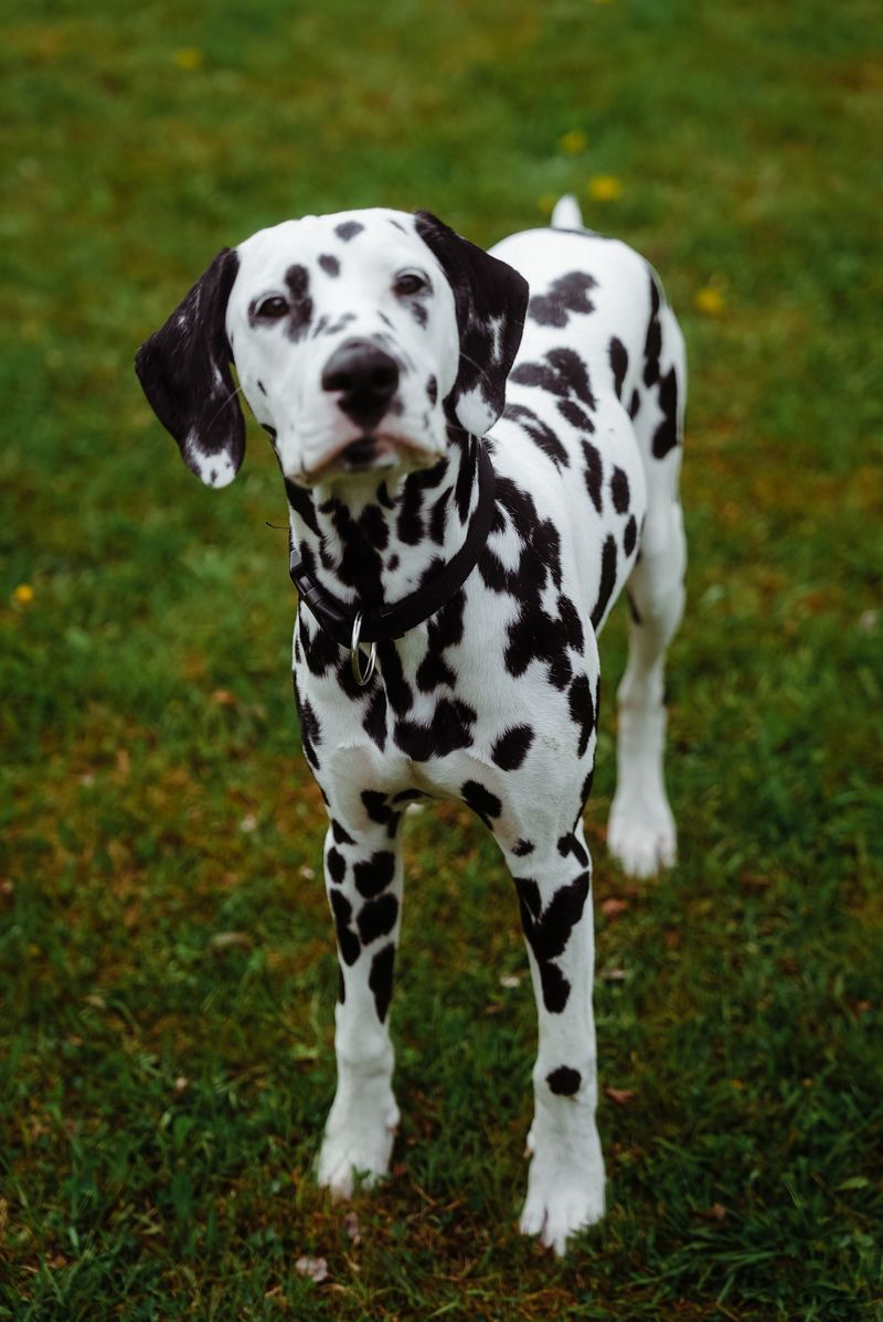 Getting a great photo can feel almost effortless with these naturally camera-friendly dogs 3 Dalmatian - graphic spots, clean lines